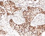 FAM50A Antibody in Immunohistochemistry (Paraffin) (IHC (P))