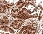 FAM50A Antibody in Immunohistochemistry (Paraffin) (IHC (P))