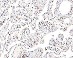 FAM50A Antibody in Immunohistochemistry (Paraffin) (IHC (P))