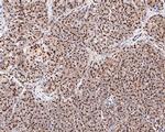 FAM50A Antibody in Immunohistochemistry (Paraffin) (IHC (P))