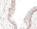 FAM50A Antibody in Immunohistochemistry (Paraffin) (IHC (P))
