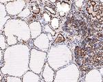 FAM50A Antibody in Immunohistochemistry (Paraffin) (IHC (P))