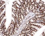 FAM50A Antibody in Immunohistochemistry (Paraffin) (IHC (P))