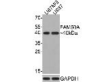 FAM50A Antibody in Western Blot (WB)