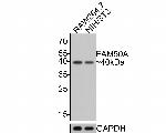FAM50A Antibody in Western Blot (WB)