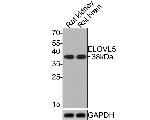 ELOVL5 Recombinant Rabbit Monoclonal Antibody (JE65-70)