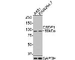 CSDE1 Recombinant Rabbit Monoclonal Antibody (JE65-67)