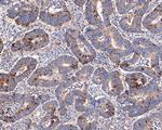 Annexin A7 Recombinant Rabbit Monoclonal Antibody (JE65-60)