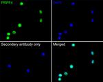 PRPF4 Antibody in Immunocytochemistry (ICC/IF)