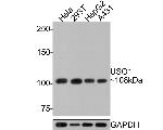 VDP Antibody in Western Blot (WB)