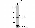 VDP Antibody in Western Blot (WB)