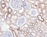 TSFM Antibody in Immunohistochemistry (Paraffin) (IHC (P))