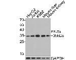 TSFM Antibody in Western Blot (WB)