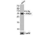 TSFM Antibody in Western Blot (WB)