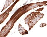 UFD1L Antibody in Immunohistochemistry (Paraffin) (IHC (P))