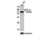 UFD1L Antibody in Western Blot (WB)
