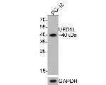 UFD1L Antibody in Western Blot (WB)