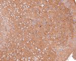 Septin-8 Antibody in Immunohistochemistry (Paraffin) (IHC (P))
