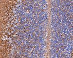 Septin-8 Antibody in Immunohistochemistry (Paraffin) (IHC (P))