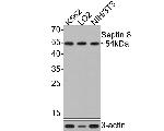 Septin-8 Antibody in Western Blot (WB)