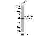 Septin-8 Antibody in Western Blot (WB)