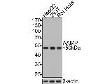 AAMP Antibody in Western Blot (WB)