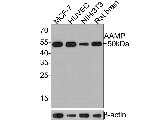 AAMP Antibody in Western Blot (WB)