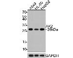 Adenylate Kinase 2 Antibody in Western Blot (WB)