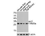 Adenylate Kinase 2 Antibody in Western Blot (WB)