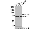 PPM1G Antibody in Western Blot (WB)