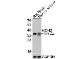 MDH2 Antibody in Western Blot (WB)