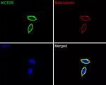 KCTD9 Antibody in Immunocytochemistry (ICC/IF)