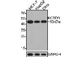 KCTD9 Antibody in Western Blot (WB)