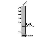 IL-23 p19 Antibody in Western Blot (WB)