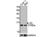 IL-23 p19 Antibody in Western Blot (WB)