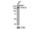 PER2 Antibody in Western Blot (WB)