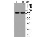 BLNK Recombinant Rabbit Monoclonal Antibody (JE63-50)
