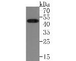 SSTR3 Antibody in Western Blot (WB)