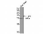 ARFRP1 Antibody in Western Blot (WB)