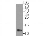 UQCRH Antibody in Western Blot (WB)