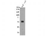 PAX8 Antibody in Western Blot (WB)