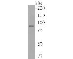 TRPV5 Antibody in Western Blot (WB)