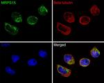 MRPS15 Recombinant Rabbit Monoclonal Antibody (JE62-21)