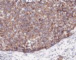 MRPS15 Antibody in Immunohistochemistry (Paraffin) (IHC (P))