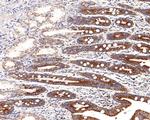 MRPS15 Antibody in Immunohistochemistry (Paraffin) (IHC (P))