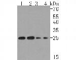 MRPS15 Antibody in Western Blot (WB)