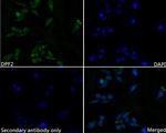DPF2 Recombinant Rabbit Monoclonal Antibody (JE61-97)