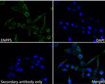 ENPP5 Recombinant Rabbit Monoclonal Antibody (JE62-55)