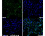PKN2 Antibody in Immunocytochemistry (ICC/IF)