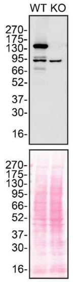 PKN2 Antibody